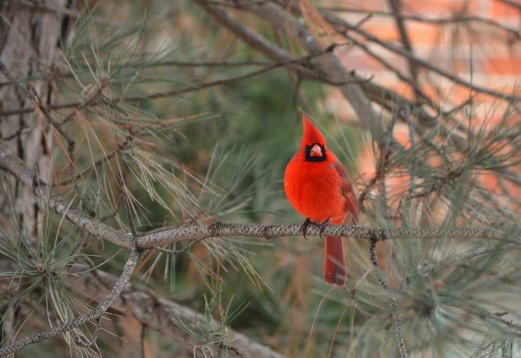 Al Gieryna - Cardinal