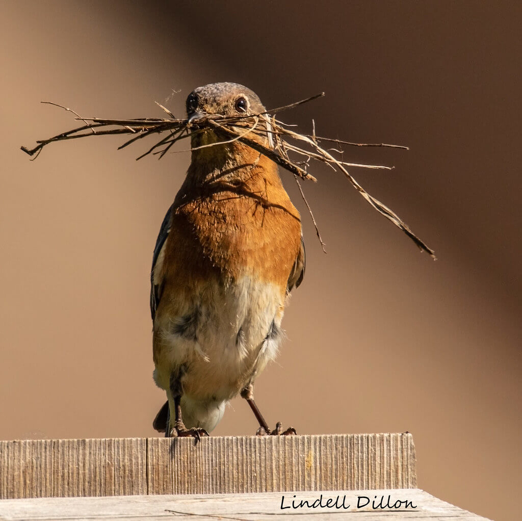 Lindell Dillon - bird building nest