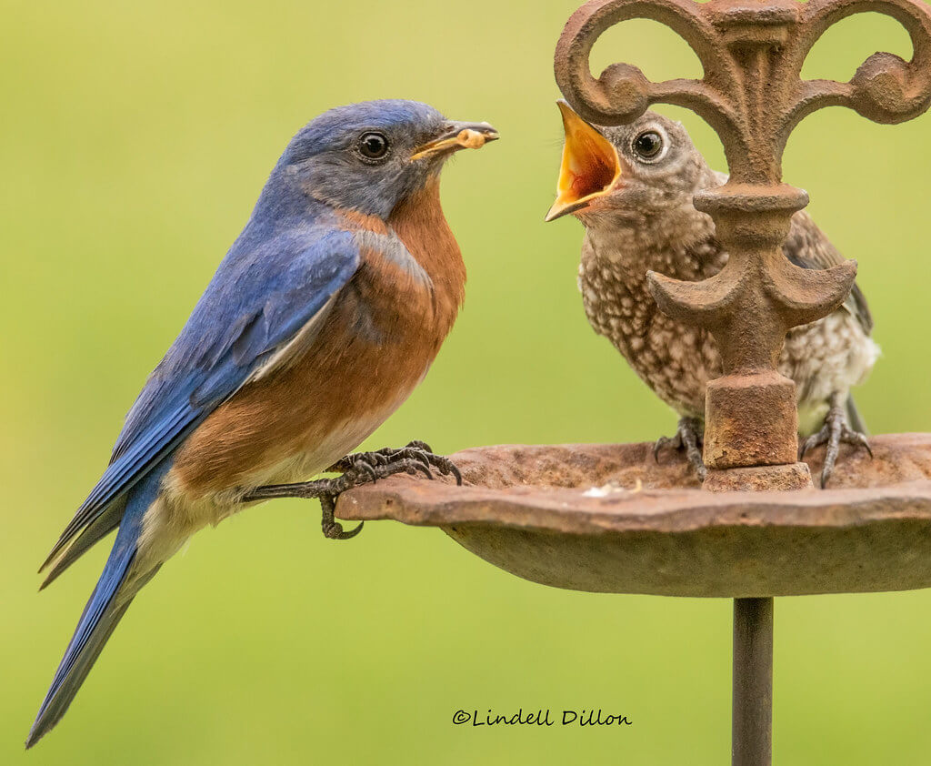 Lindell Dillon - bird feeding baby