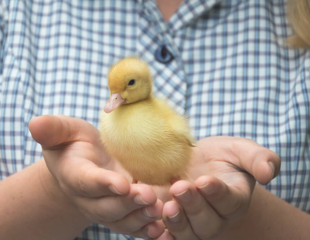 Jette Baltzer - duckling