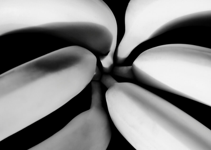 still life photography bananas