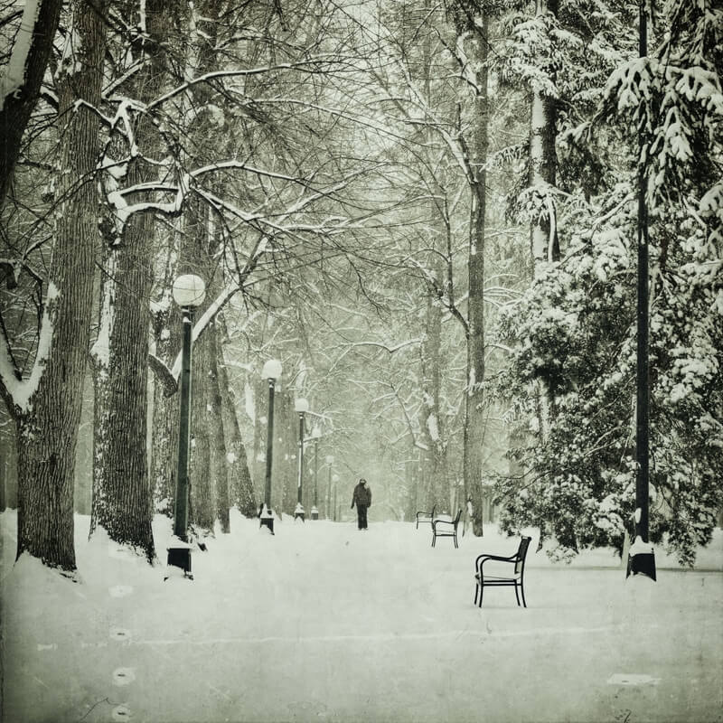 black and white forest with snow