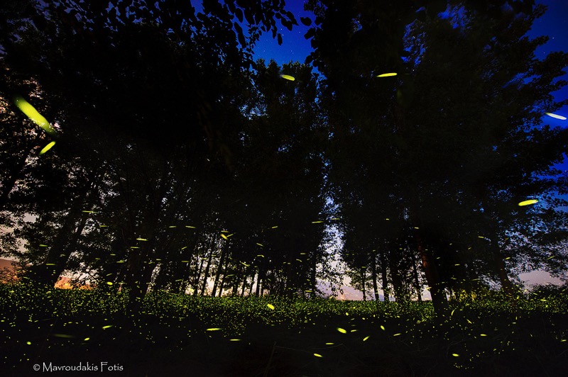 Fotis Mavroudakis - Fireflies in the woods