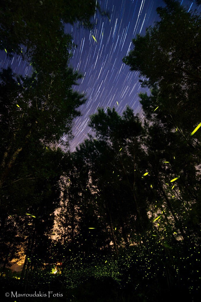 Fotis Mavroudakis - Fireflies