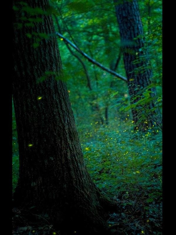 Mark Hewatt - firefiles north georgia woods