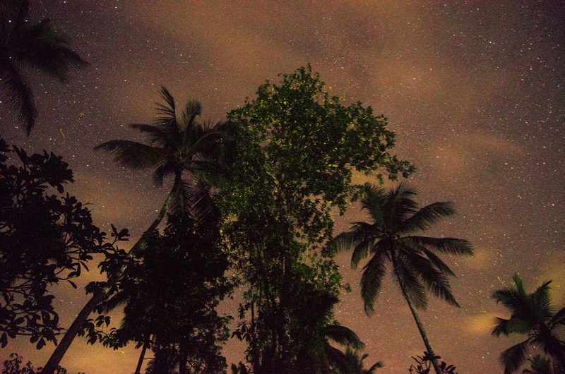 Ruvin de Silva - fireflies and stars