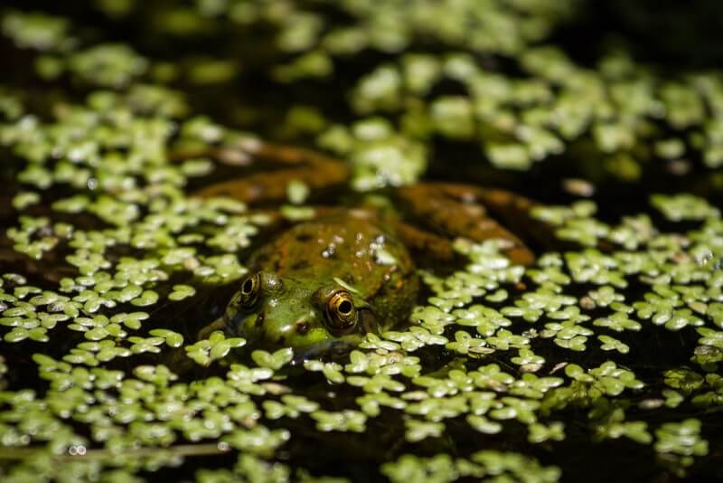 Nate Hughes - Green Frog