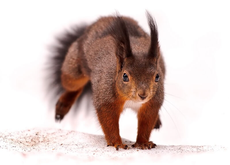 Tambako The Jaguar - Jumping squirrel