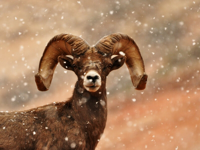 Shanthanu Bhardwaj - Bighorn in Snow