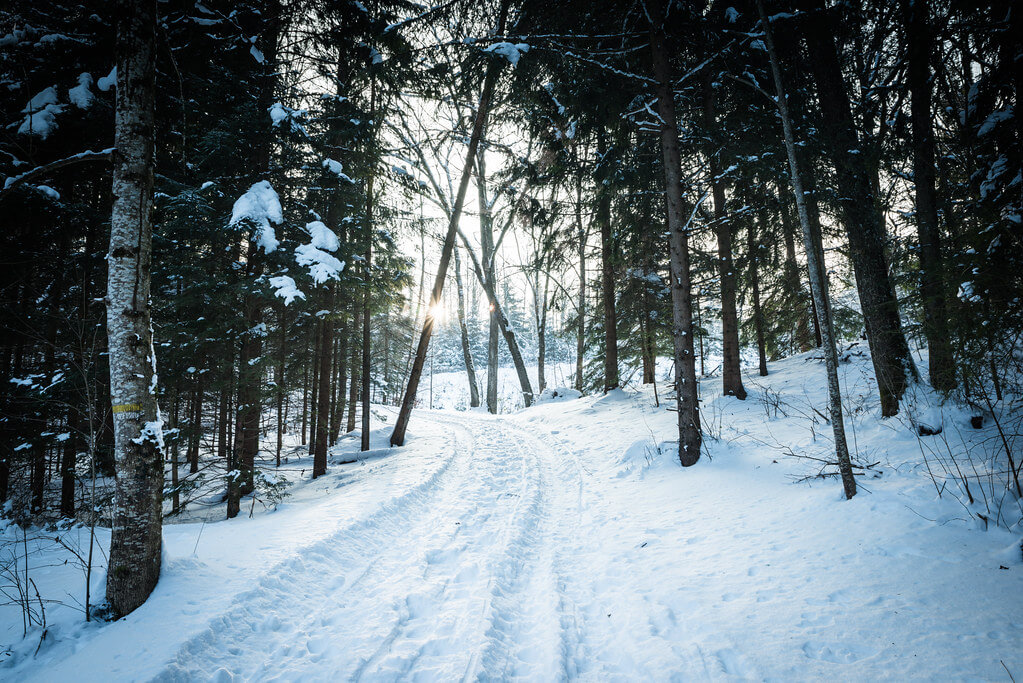 Mundl_Photographie - snowy forest