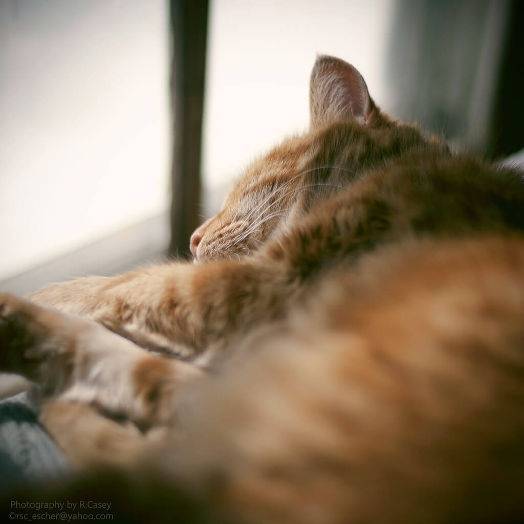 R Casey - sleeping cat
